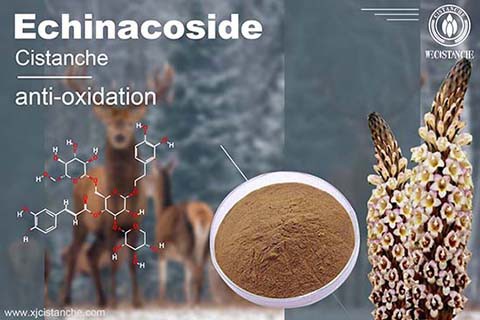 Echinacoside in Cistanche Echinacoside in Cistanche