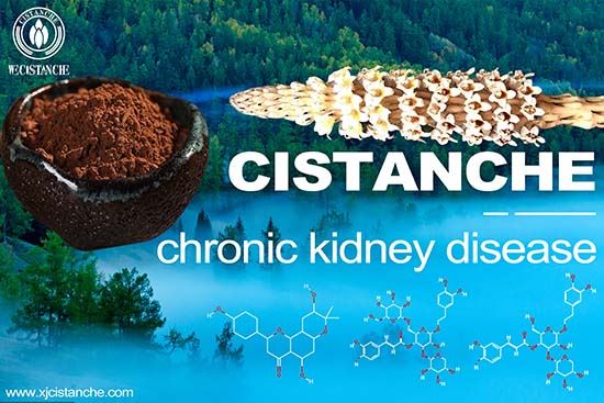 Cistanche-chronic kidney disease Cistanche-chronic kidney disease