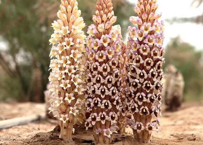 cistanche deserticola