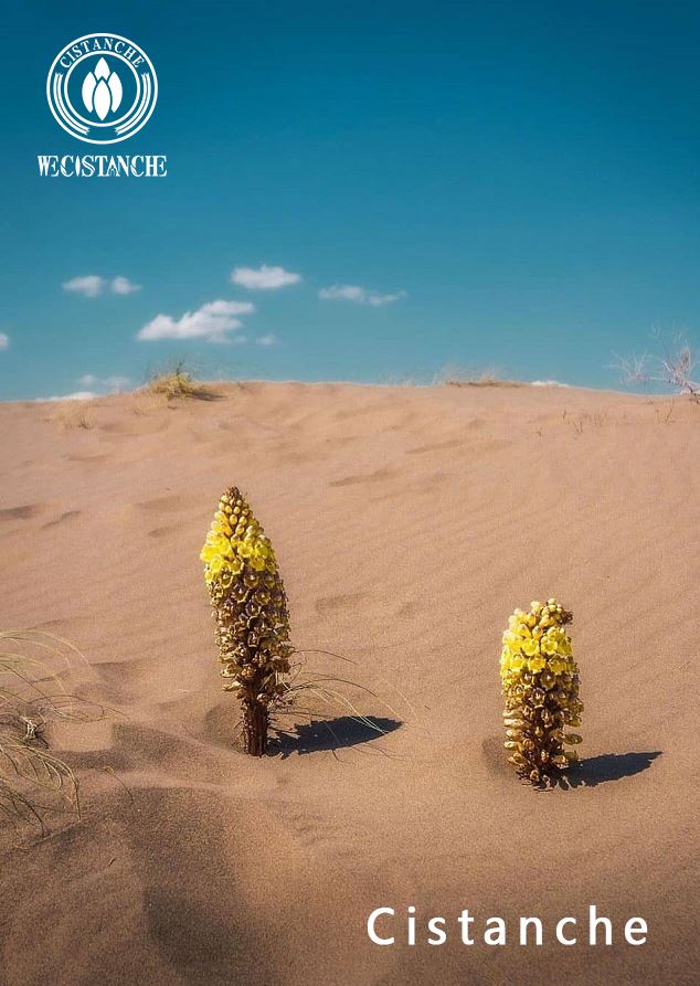 Cistanche tubulosa Cistanche tubulosa