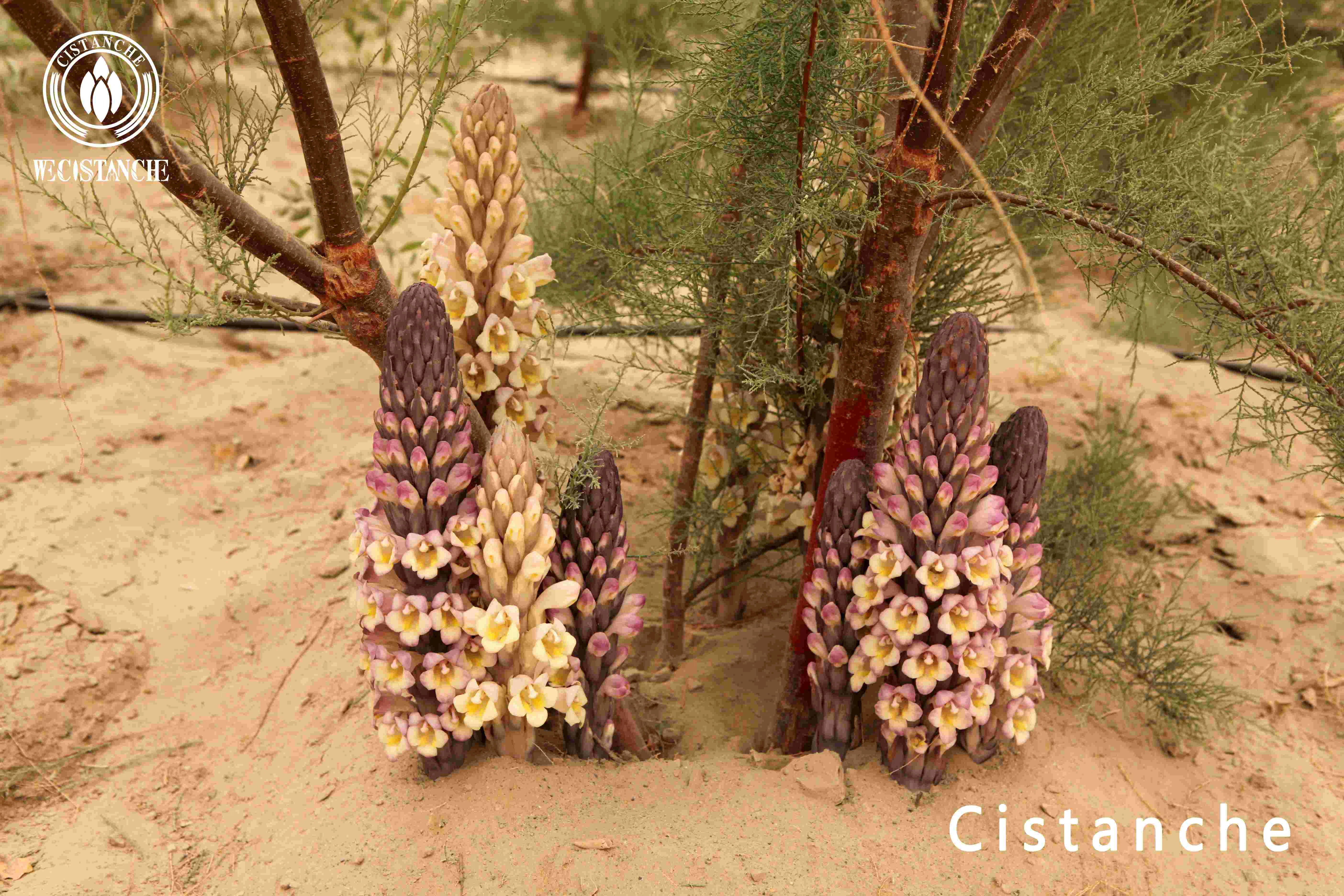 Cistanche tubulosa Cistanche tubulosa