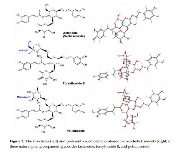 The structures (left) and preferential-conformation-based ball-and-stick models (right) of three natural phenylpropanoid glycosides (acteoside, forsythoside B, and poliumoside). The structures (left) and preferential-conformation-based ball-and-stick models (right) of three natural phenylpropanoid glycosides (acteoside, forsythoside B, and poliumoside).