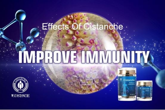 effects of cistanche: Improve immune system effects of cistanche: Improve immune system
