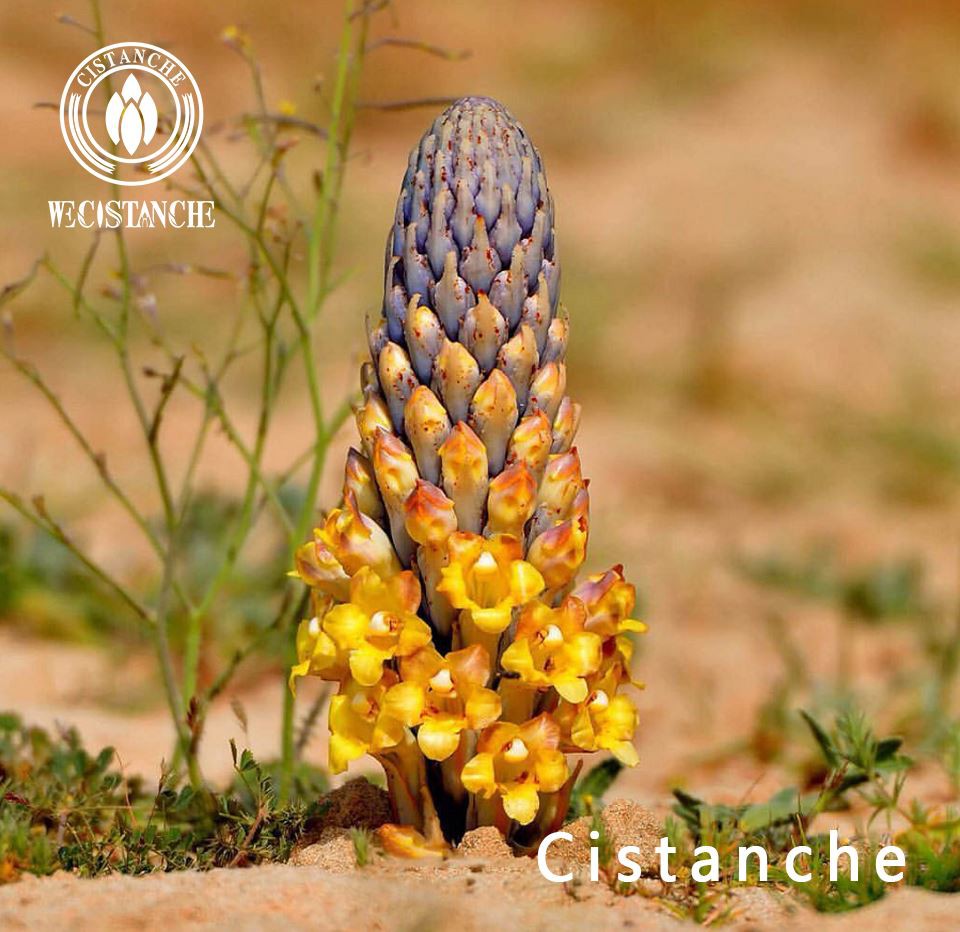 Desert Cistanche