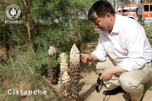 Cistanche tubulosa GAP planting base
