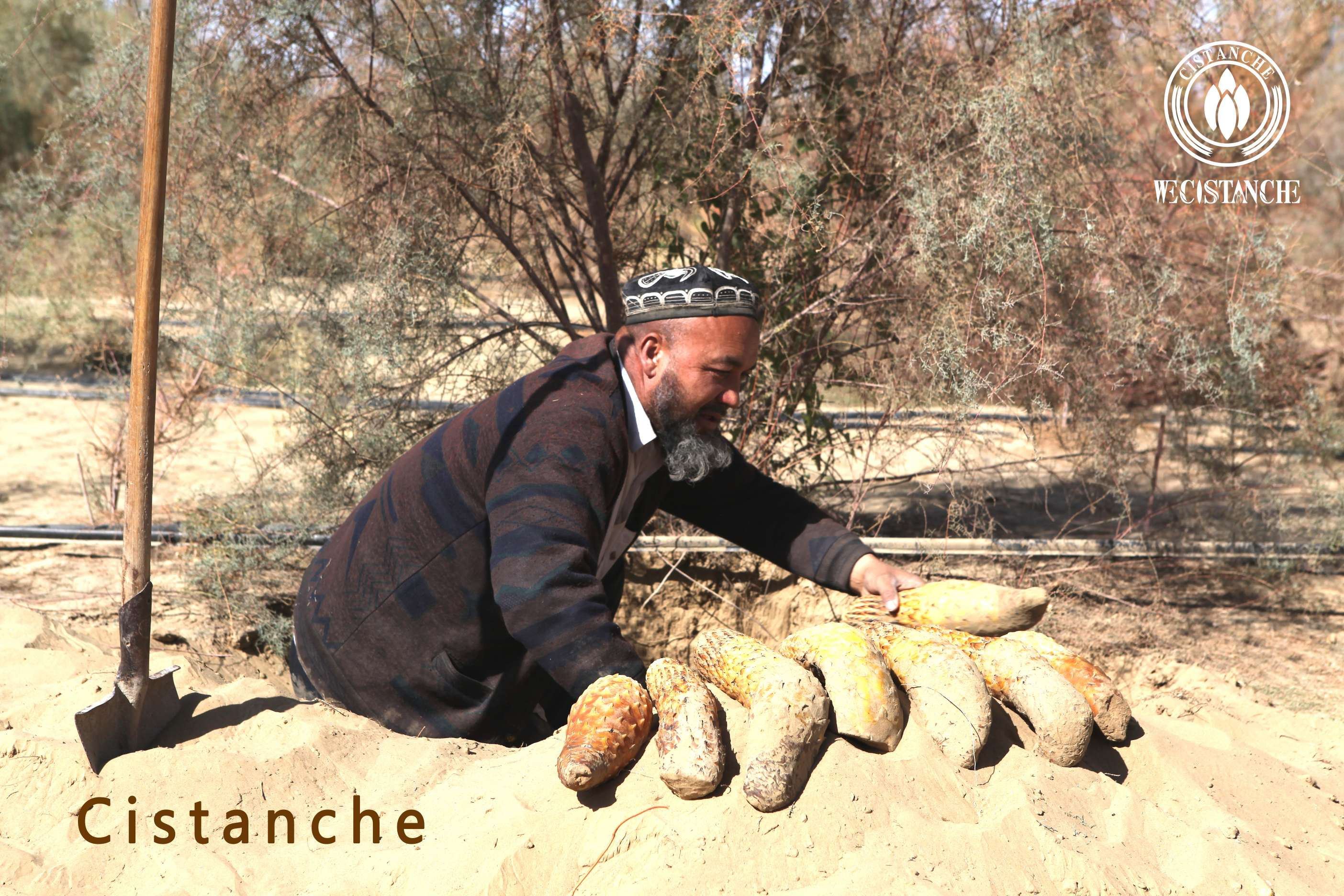 Cistanche (Herba Cistanche) Cistanche (Herba Cistanche)