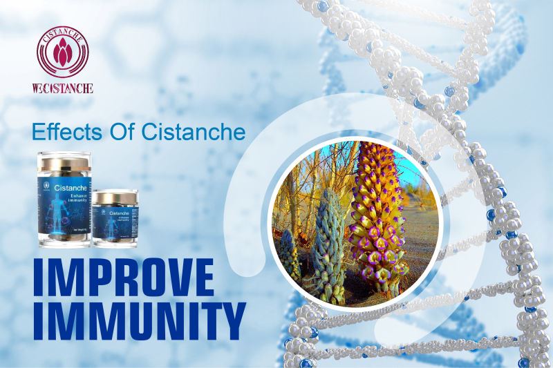 The effective ingredient verbascoside of Cistanche has obvious effect on immune regulation The effective ingredient verbascoside of Cistanche has obvious effect on immune regulation