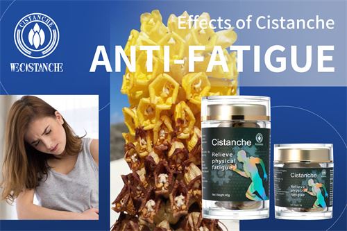 Effect of Cistanche Anti-Fatigue Effect of Cistanche Anti-Fatigue