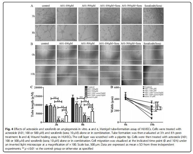 Effects of acteoside and sorafenib on angiogenesis in vitro Effects of acteoside and sorafenib on angiogenesis in vitro
