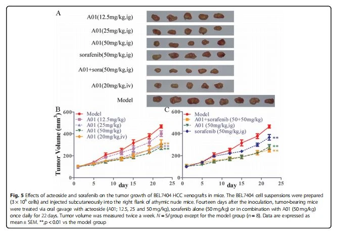 Effects of acteoside and sorafenib on the tumor growth of BEL7404 HCC xenografts in mice Effects of acteoside and sorafenib on the tumor growth of BEL7404 HCC xenografts in mice