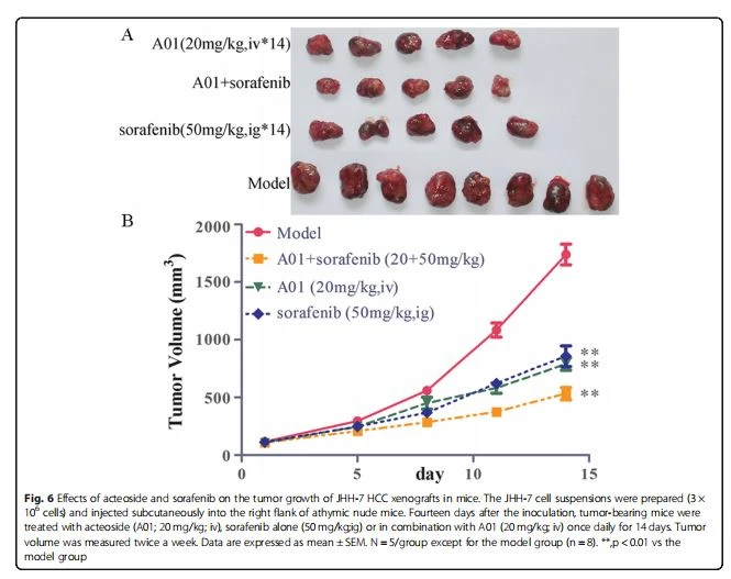 Effects of acteoside and sorafenib on the tumor growth of JHH-7 HCC xenografts in mice. Effects of acteoside and sorafenib on the tumor growth of JHH-7 HCC xenografts in mice.