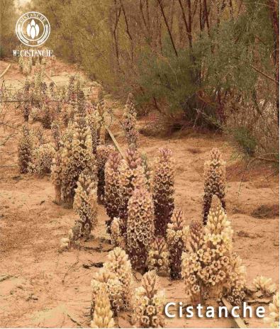 desert ginseng"-Cistanche desert ginseng"-Cistanche