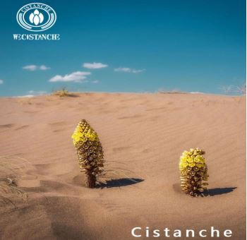 Ecological benefits of cistanche Ecological benefits of cistanche