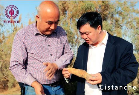 Economic benefits of cistanche Economic benefits of cistanche