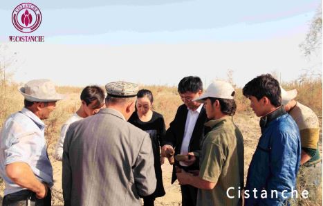 benefits of Cistanche benefits of Cistanche