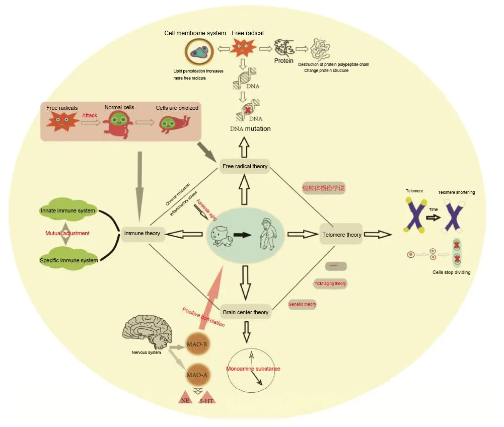 Aging Theories