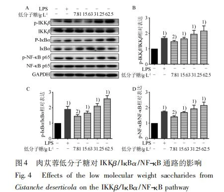 Effects of the low molecular weight saccharides from Cistanche deserticola on the IKKβ /IκBα/NF-κB pathway Effects of the low molecular weight saccharides from Cistanche deserticola on the IKKβ /IκBα/NF-κB pathway