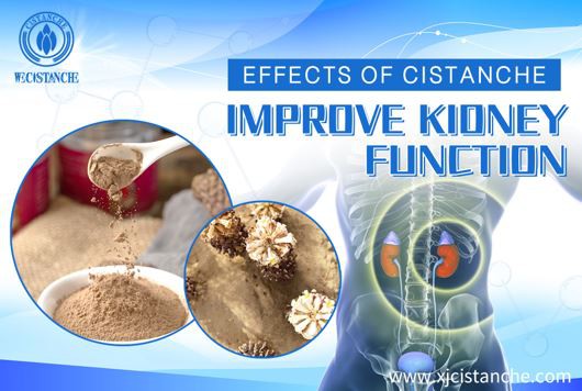 cistanche benefit kidney