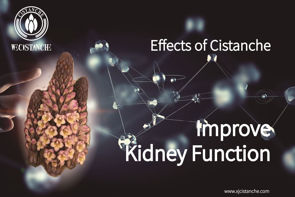 effects of cistanche:improve kidney function