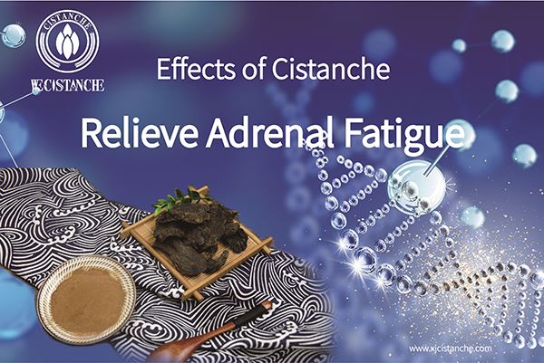 cistanche can relieve kidney infection cistanche can relieve kidney infection