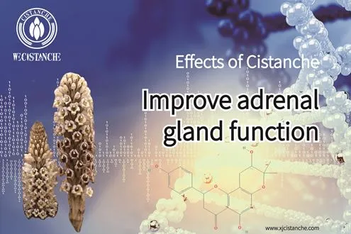 Cistanche Improve Adrenal Gland Function