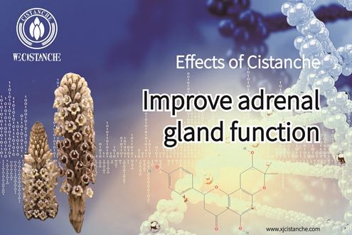 Cistanche-Acute Kidney Disease