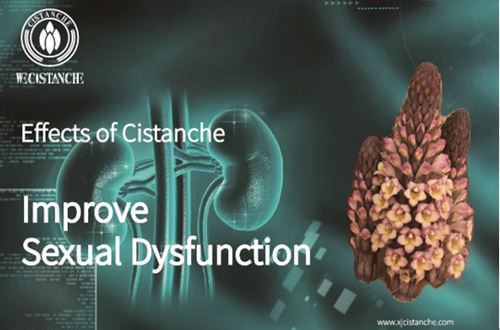 Cistanche Improve Sexual Dysfunction Cistanche Improve Sexual Dysfunction