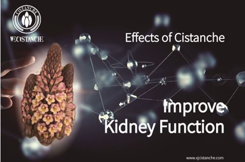 Cistanche improve Kidney Function Cistanche improve Kidney Function