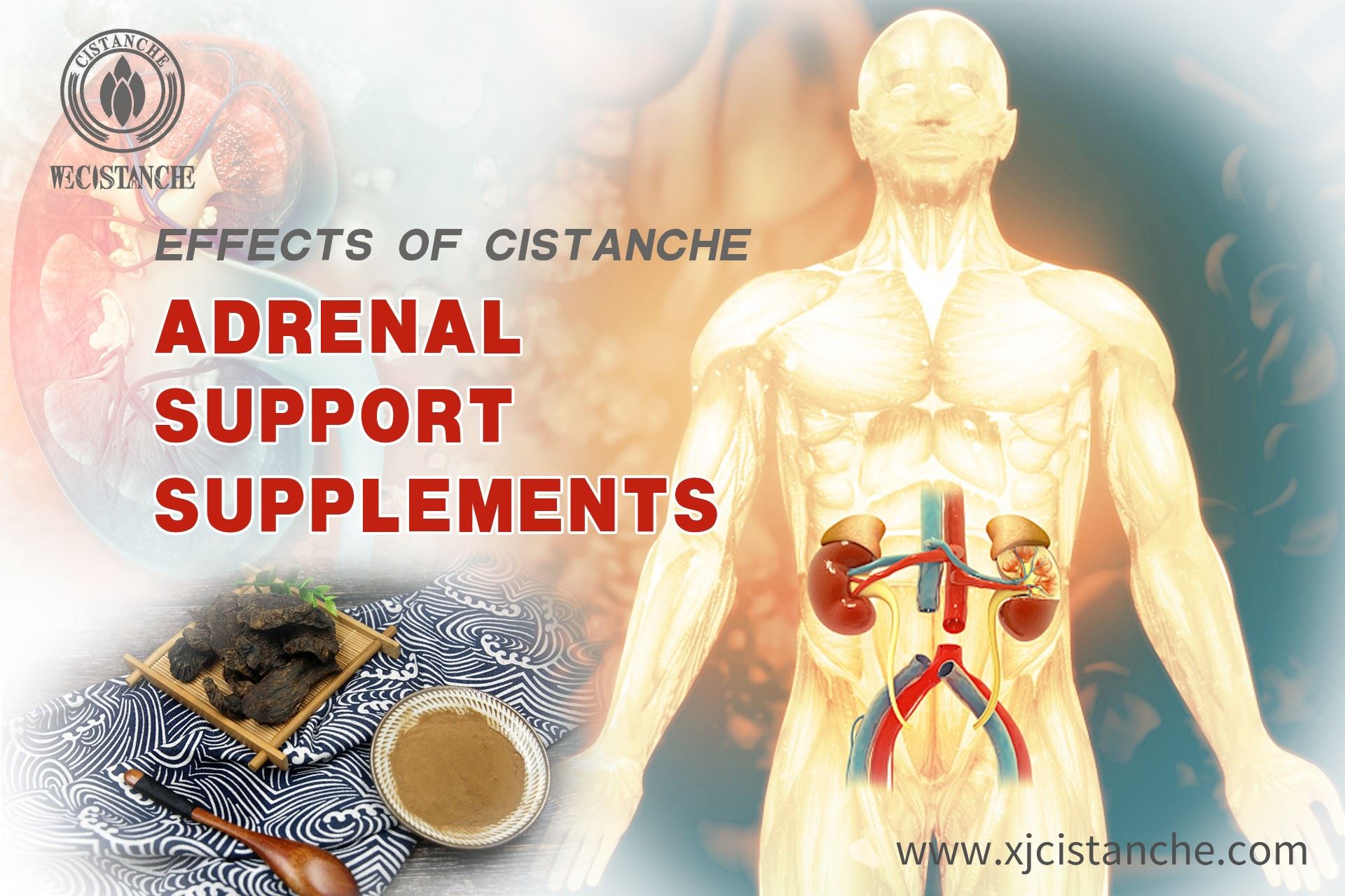 Adrenal support ,Cistanche Adrenal support ,Cistanche
