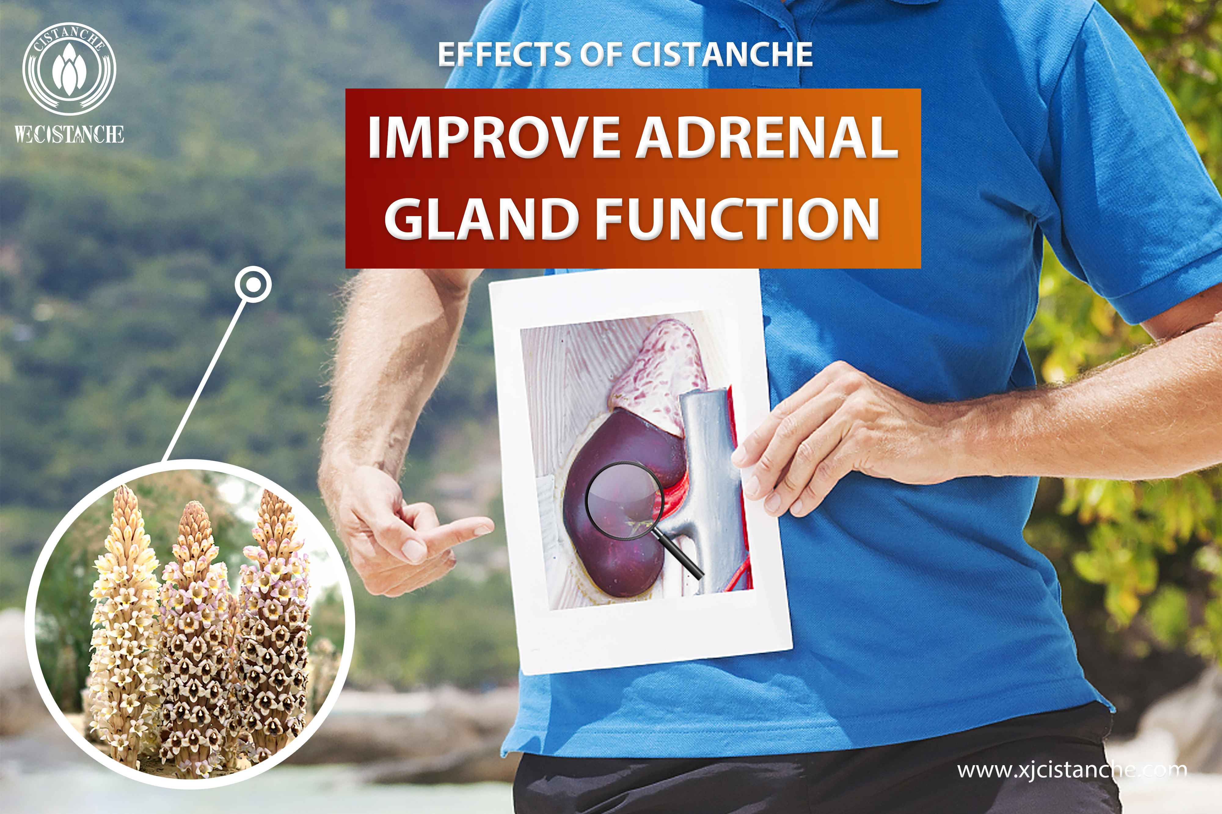 improve adrenal gland function improve adrenal gland function