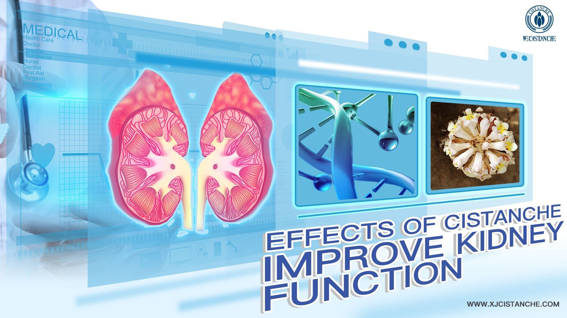 improve kidney function Cistanche