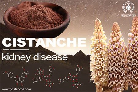 cistanche prevent kidney disease