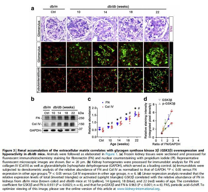  Renal accumulation of the extracellular matrix correlates with glycogen synthase kinase 3b (GSK3b) overexpression and hyperactivity in db/db mice