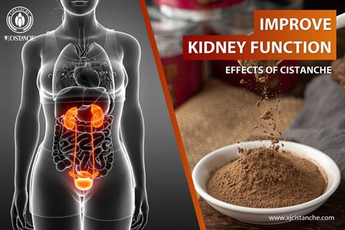 Cistanche improve kidney function