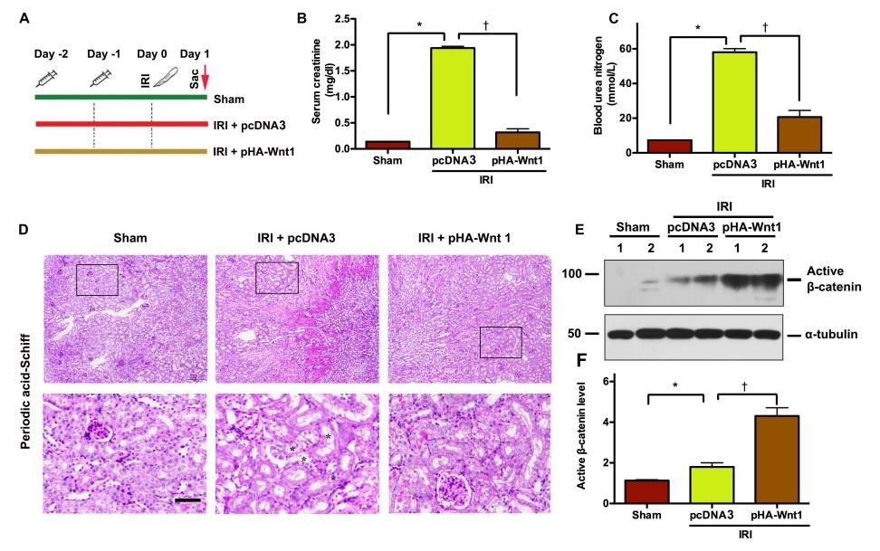 FIGURE1 | In vivo expression of exogenous Wnt1 before IR prevents AKI and activates renal β-catenin in mice