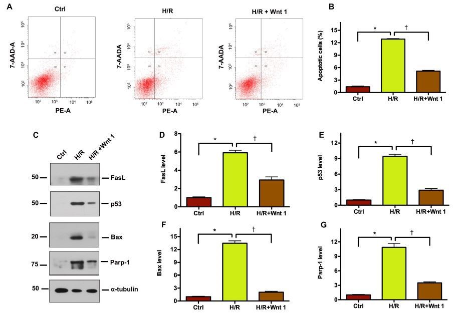 FIGURE 8 | Exogenous Wnt1 protects tubular cells against apoptosis induced by hypoxia-reoxygenation (H/R) injury in vitro