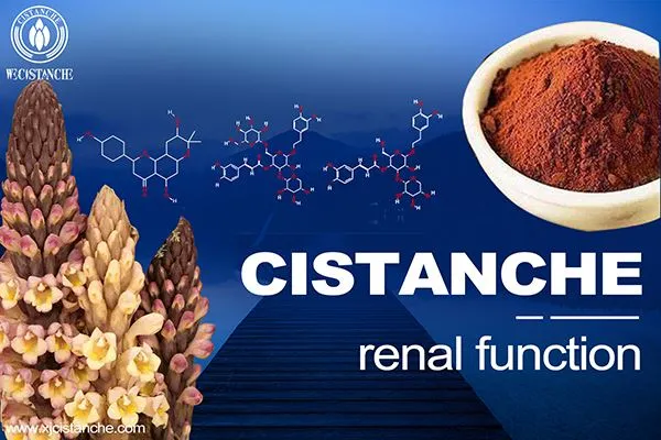 cistanche can improve kidney function