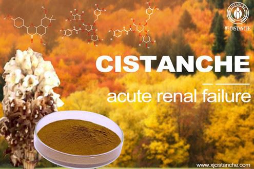 Cistanche-acutel kidney injury Cistanche-acutel kidney injury