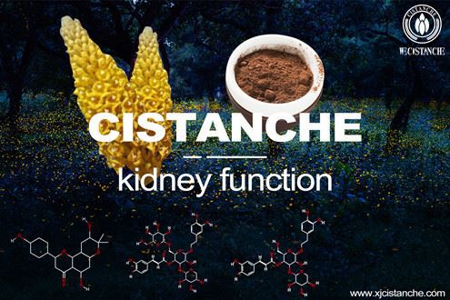 Cistanche-acutal kidney injury Cistanche-acutal kidney injury