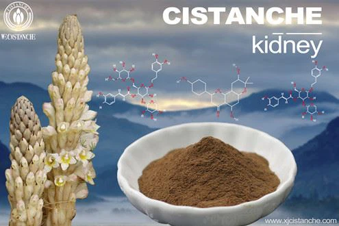 Cistanche-acutel kidney injury Cistanche-acutel kidney injury