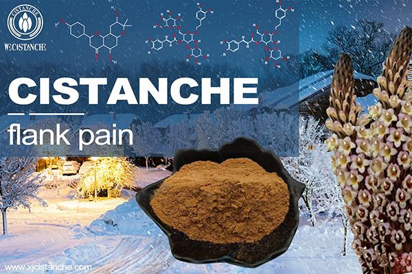 cistanche for kidney cistanche for kidney