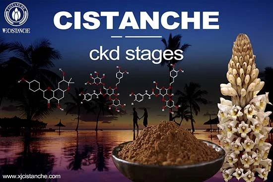 Cistanche-chronic kidney disease Cistanche-chronic kidney disease