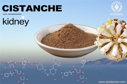 Cistanche for kidney function Cistanche for kidney function
