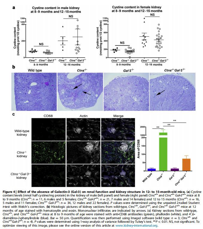 Effect of the absence of Galectin-3 (Gal-3) on renal function and kidney structure in 12- to 15-month-old mice.