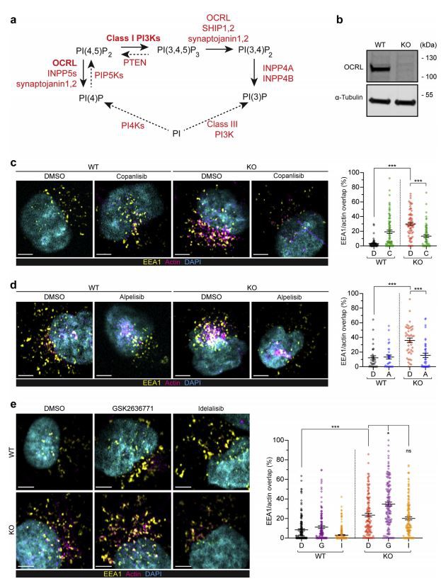 Lowe syndrome/Dent disease