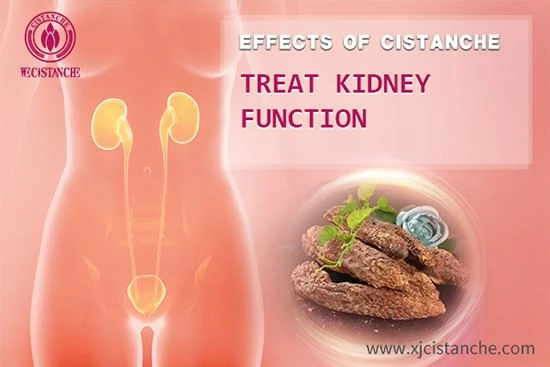 cistanche for renal disease cistanche for renal disease