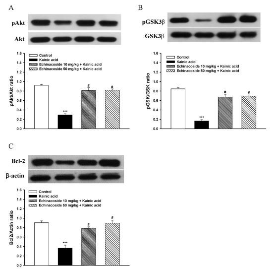 Echinacoside Rescues Kainic Acid-Induced Inhibition of pAkt, pGSK3β, and Bcl-2 Expression in the Hippocampus Echinacoside Rescues Kainic Acid-Induced Inhibition of pAkt, pGSK3β, and Bcl-2 Expression in the Hippocampus