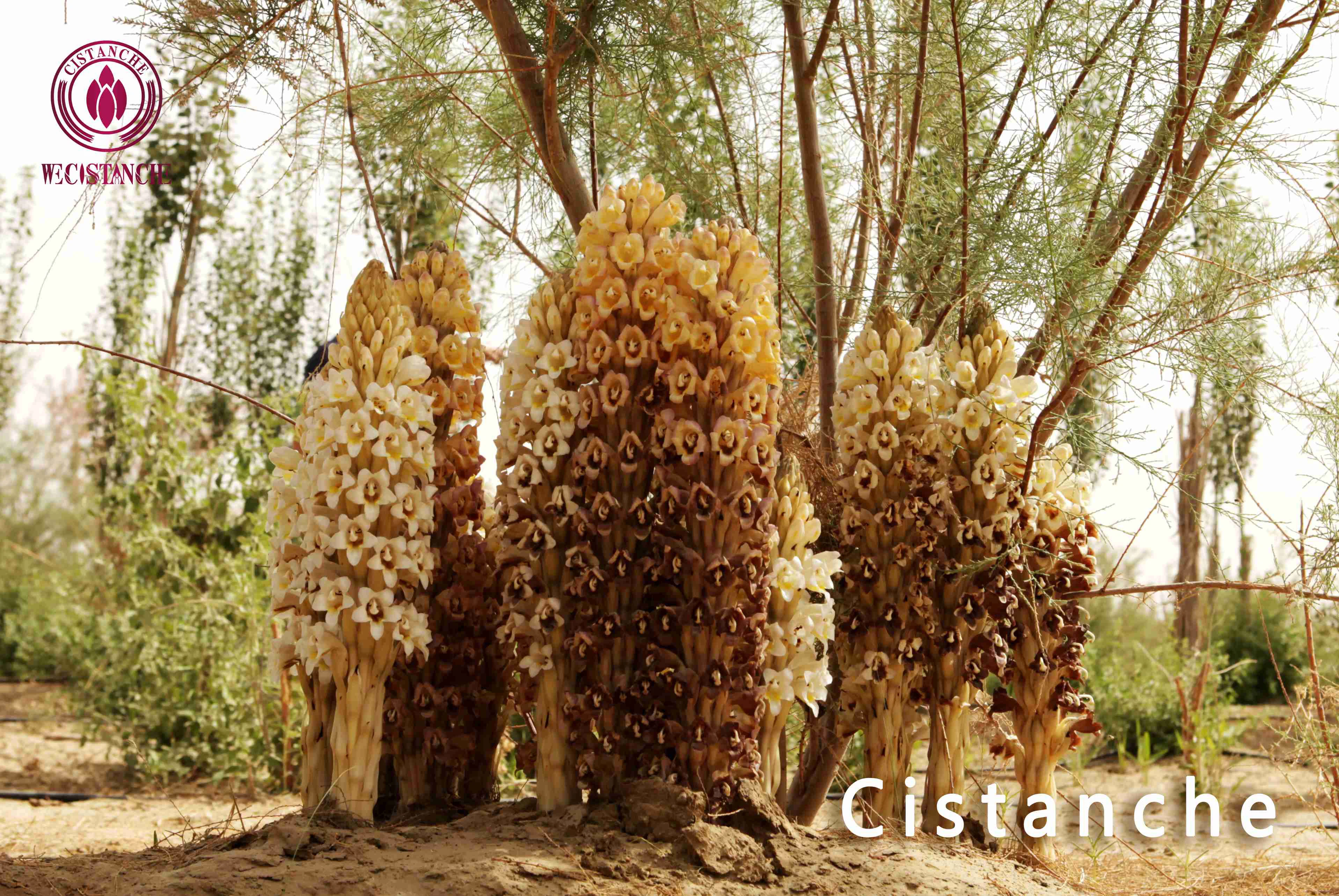 Cistanche plant Cistanche plant
