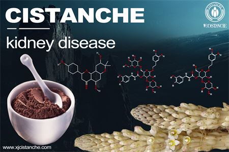 cistanche-kidney disease cistanche-kidney disease