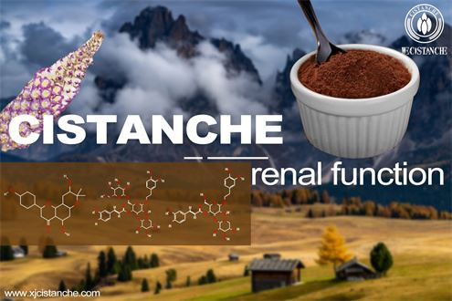 Cistanche improve renal function